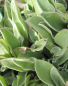 Preview: Lychnis caronaria 2