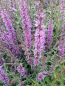 Preview: Rutenweiderich Rosy Gem 1