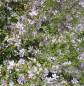 Preview: Ruten-Weiderich White Swirl 3