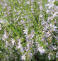 Preview: Ruten-Weiderich White Swirl 1
