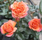 Preview: Maerchenrose Coral Lions Rose 1