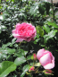 Preview: Rosa Rosenfee®. 3