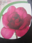 Preview: Magnolia soulangiana Emperor 2