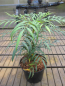 Preview: Mahonia aqiuifolium Volcano 3