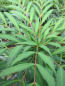 Preview: Mahonia aqiuifolium Volcano 2