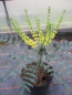 Preview: Mahonia lomariifolia 3