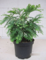 Preview: Metasequoia glyptostroboides Schirrmanns Nordlicht 1