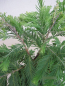 Preview: Metasequoia glyptostroboides Schirrmanns Nordlicht 3