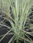Preview: Miscanthus sinensis Moonlight1