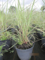 Preview: Miscanthus sinensis Moonlight2
