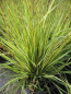Preview: Gestreiftes Moor Pfeifengras Variegata 1