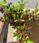 Preview: Hochstamm Zwerg-Maulbeere Mojo Berry 2