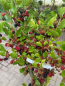 Preview: Hochstamm Zwerg-Maulbeere Mojo Berry 4