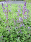 Preview: Nepeta x faassenii Junior Walker 1