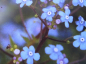 Preview: Omphlalodes verna 1