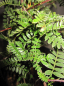 Preview: Osteomeles schwerinae 1