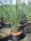 Preview: Panicum virgatum Blue Fountain 3