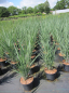 Preview: Panicum virgatum Blue Fountain 1