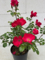 Preview: Parkrose Robusta 3