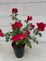 Preview: Parkrose Robusta 5