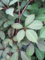 Preview: Parthenocissus Henryana 1