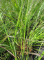 Preview: Pennisetum alopecuroides Moudry 4