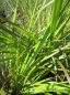 Preview: Pennisetum alopecuroides Moudry 2