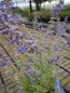 Preview: Perovskia atriplicifolia Prime Time 1