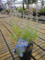 Preview: Perovskia atriplicifolia Prime Time