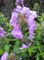 Preview: Phlox maculata Rosalinde 1