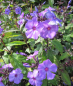 Preview: Hohe Flammenblume Blue Paradies 1