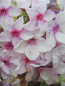 Preview: Phlox paniculata Norah Leigh 1