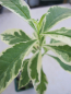 Preview: Phlox paniculata Norah Leigh 2