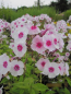 Preview: Phlox paniculata Swizzle