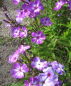 Preview: Hoher Garten-Phlox Uspech 2
