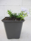 Preview: Phlox subulata Emerald Cushion Blue 2