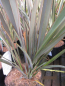 Preview: Phormium Bronze Baby 1