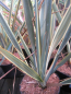 Preview: Phormium Brown Sugar 1