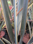Preview: Phormium Brown Sugar 2