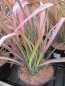 Preview: Phormium Rainbow Sunrise 1