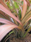 Preview: Phormium Rainbow Sunrise 2