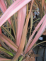 Preview: Phormium Rainbow Sunrise 3