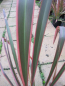 Preview: Phormium tenax Joker 2
