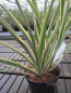 Preview: Phormium tenax Wings of Gold 1