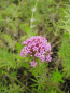 Preview: Phuopsis stylosa rubra1