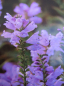 Preview: Physostegia virginiana Bouquet Rose 1