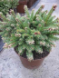 Preview: Picea abies Pygmea1