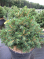 Preview: Picea abies Tompa1