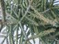 Preview: Picea orientalis Spring Frost3