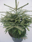Preview: Picea orientalis Spring Frost1